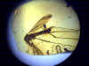 Ambra n° 794 - Diptera Tipulidae