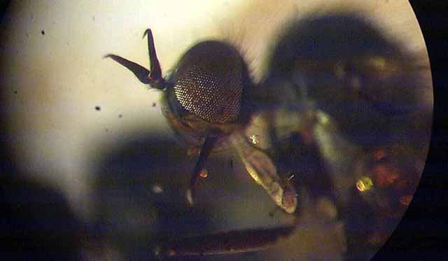 ambra amber brachycera empididae