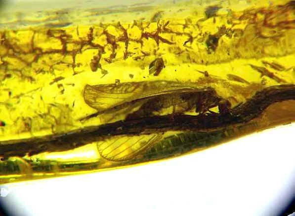 Ambra 919  Ephemeroptera: Sisyridae