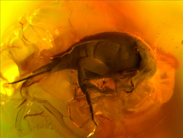 baltic amber coleoptera mordellidae