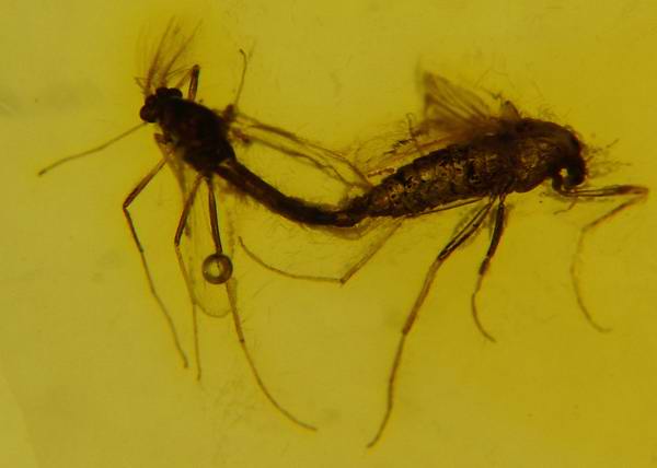 Ambra 893 Diptera Nematocera: Chironomidae accoppiamento