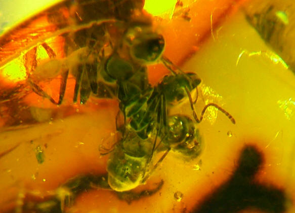 Baltic amber ants 0557