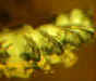 ambra Chilopoda -   (7mm - Symphyla?)