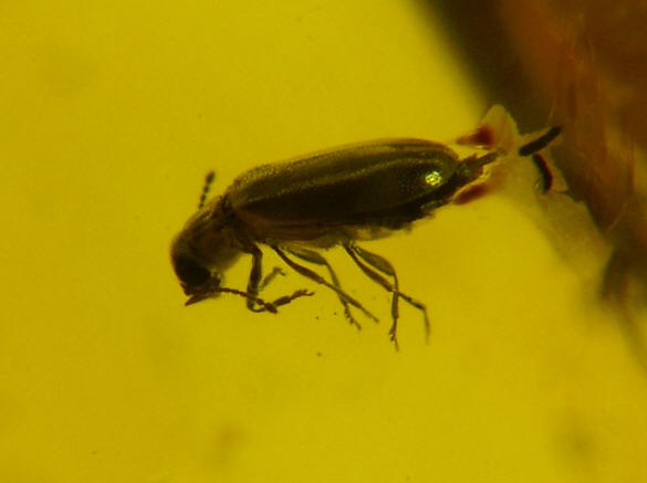 baltic amber coleoptera with eggs