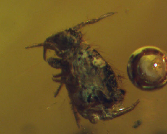 collembolo fossile ambra 0142