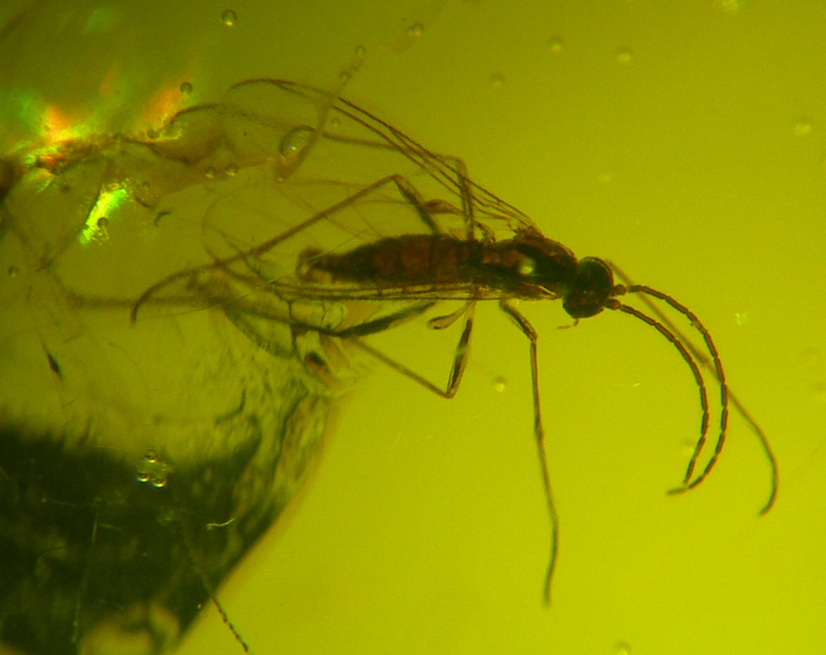 Baltic amber Diptera nematocera 0555