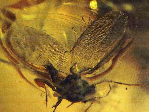 Ambra 889 Hemiptera: Coccoidea
