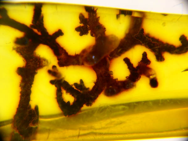 Ambra 764 Lichene - 13mm