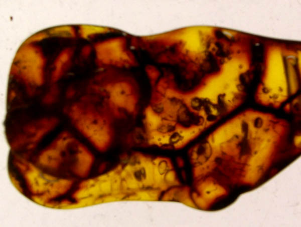 Ambra 800 - 30mm Lichene