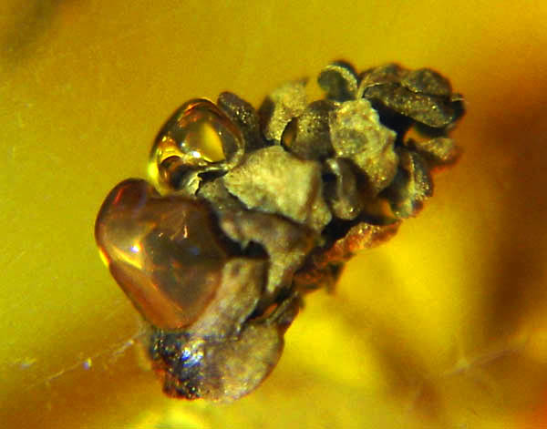 ambra 774 Gymnospermae fiore di Cupressaceae con bolle d'aria -  3mm