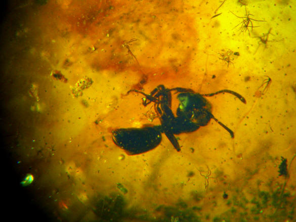 baltic amber Formicidae