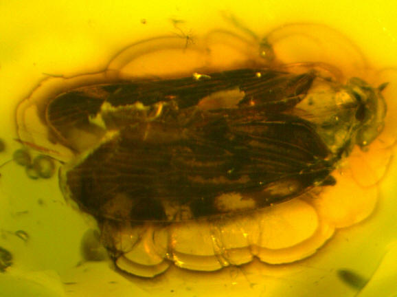 cicadellidae fossile ambra 0122