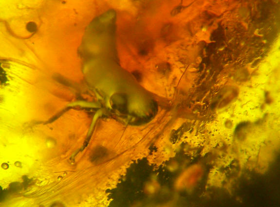 baltic amber cicadellidae larva 0668