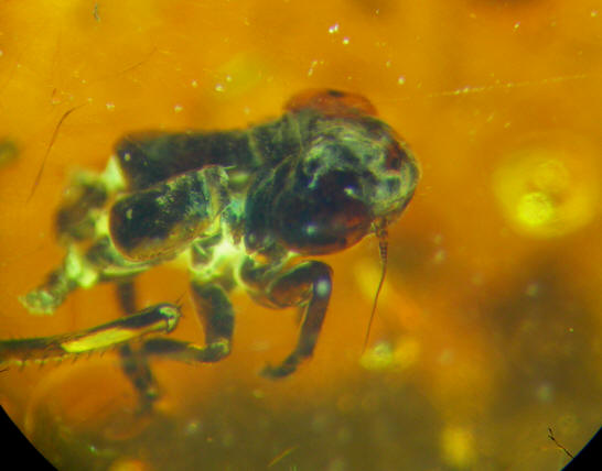 baltic amber  cicadellidae 1- 0668