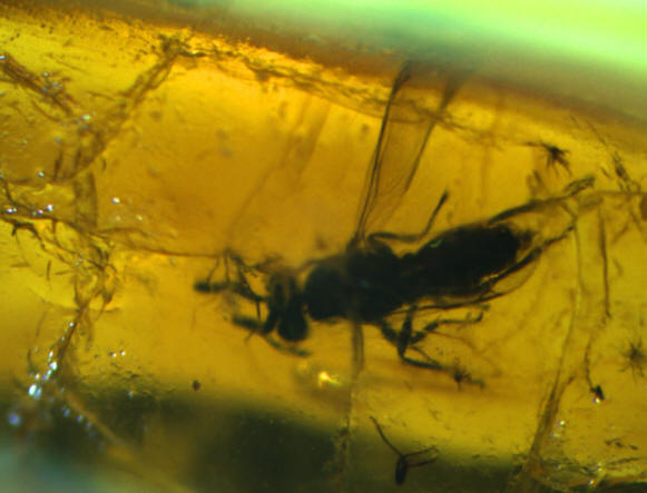 baltic amber 0499