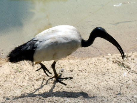 ibis 