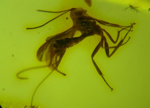 baltic amber  Ichneumonidae 0854