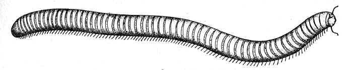 ambra Diplopoda : Julidae (?)  - 6 mm
