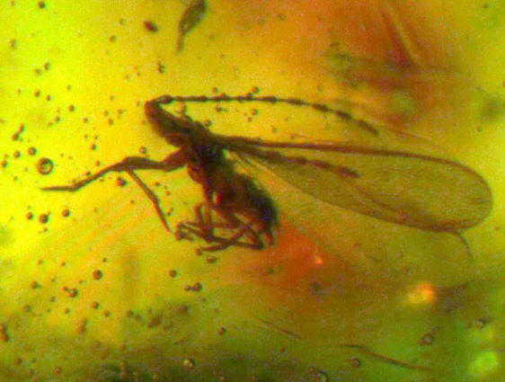 nematocera cecidomyiidae ambra 0090