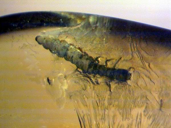 Ambra 915 - Raphidioptera larva 