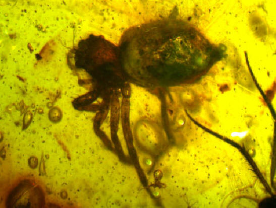 baltic amber spider 0017