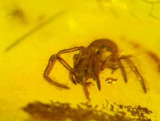 baltic amber  spider 0023