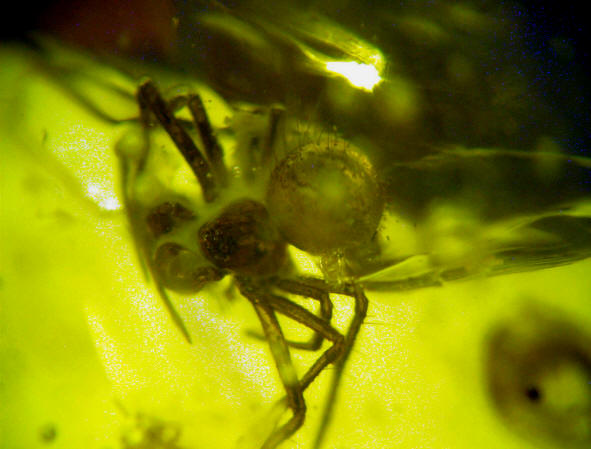Baltic amber  spider 0036