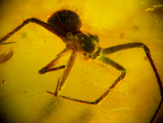 baltic amber spider 0046