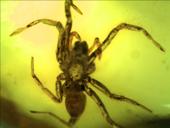 baltic amber araneae