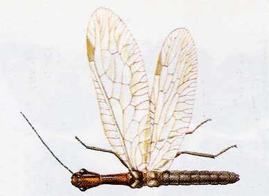 Raphidioptera immagine