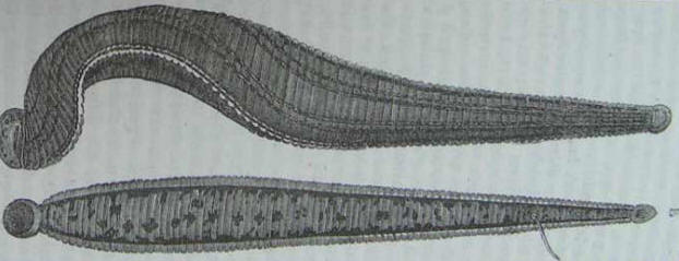 Sanguisughe - Leeches - Sangsues