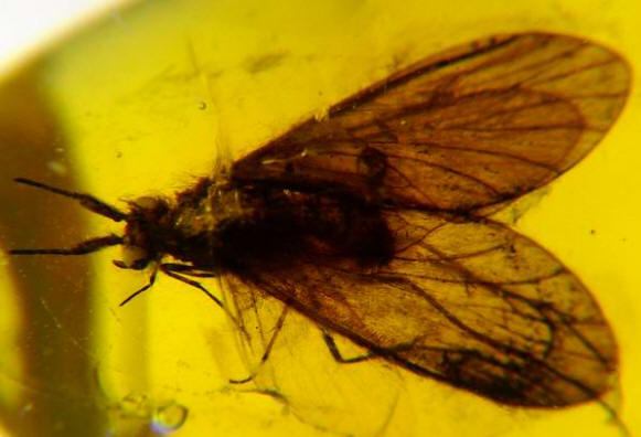 Ambra 876 Tricoptera - Frigane - Phryganes - Caddis Flies