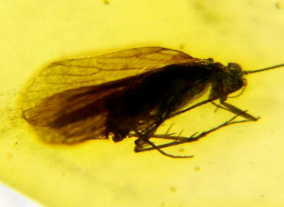 Ambra 867 Tricoptera - Frigane - Phryganes - Caddis Flies