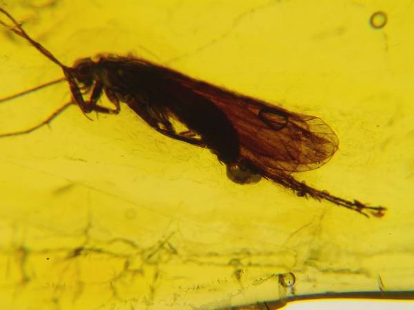 Ambra 902 Trichoptera con uova