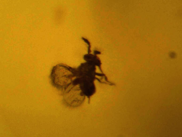 Baltic amber hymenoptera wasp, guêpe.